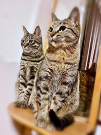 立派に成長した（左から）椿ちゃん、楓ちゃん（画像提供：ねここさん）