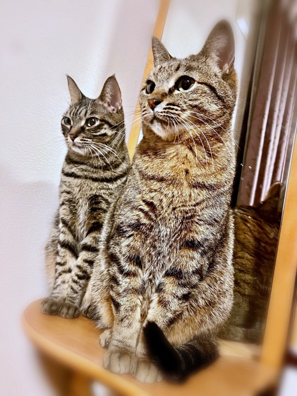 立派に成長した（左から）椿ちゃん、楓ちゃん（画像提供：ねここさん）