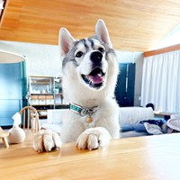 オーブンで鶏ジャーキー焼いてるとき。わくわくした様子のサムくん（画像提供：sumさん）