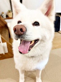 極上のスマイルで家族を幸せにしているまゆちゃん（画像提供：秋田犬まゆさん）