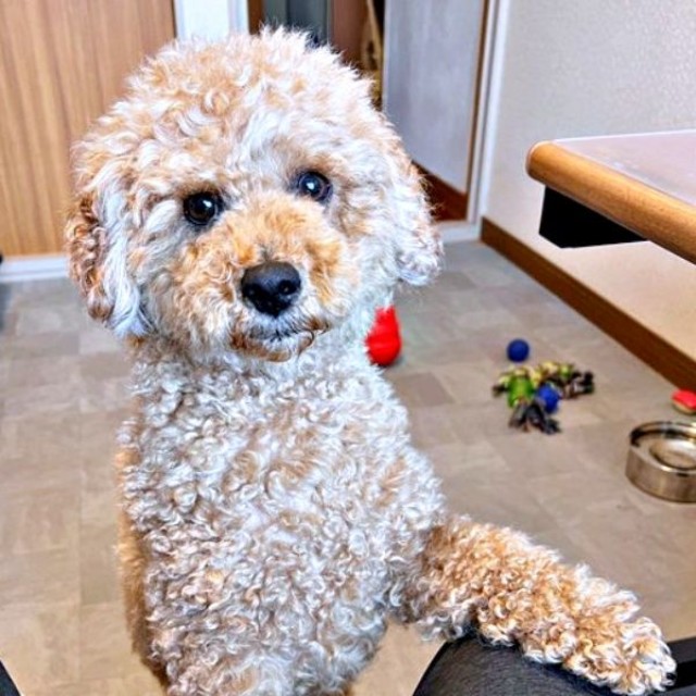 飼い主さんの膝に手を置くムサシくん（画像提供：でかプーのムサシくん）