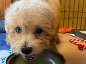 パチンコ玉入りのボトルを首に付けるのがしつけ？　恐怖で漏らすトイプー、私も困惑