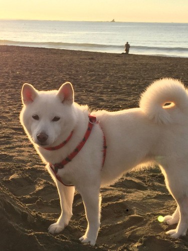 ７歳ごろ、砂浜を散歩するおここちゃん（写真提供：幸子さん）