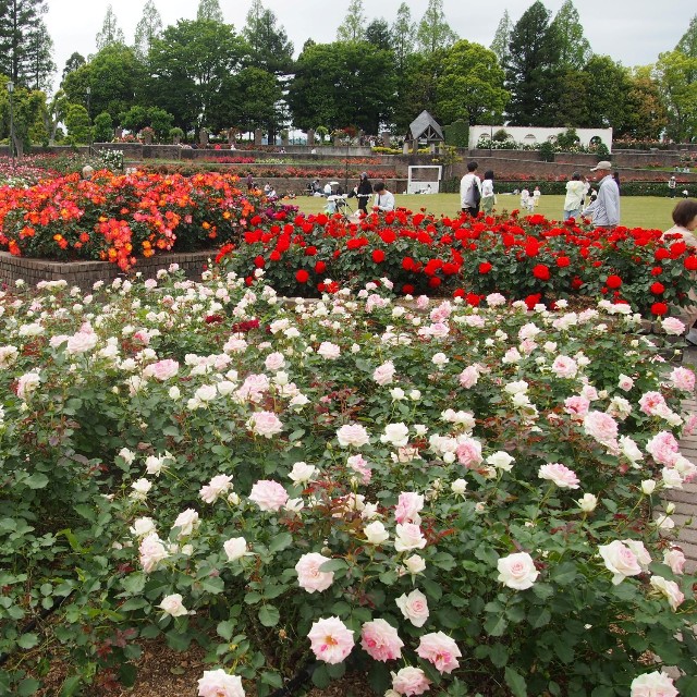大小さまざまな花が咲き誇る