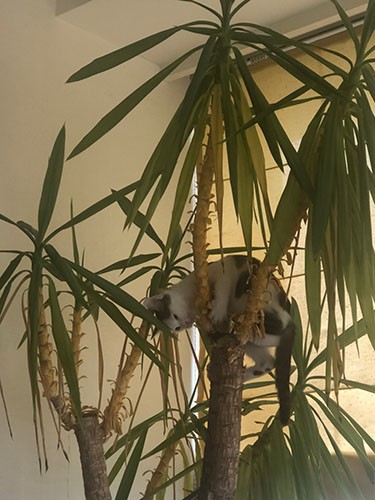 「やーいトーマス、こっちだよ～」（さやかさん提供）