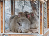こちらも２０１４年の写真です。子ザルも寒そう（公財・東京動物園協会提供）