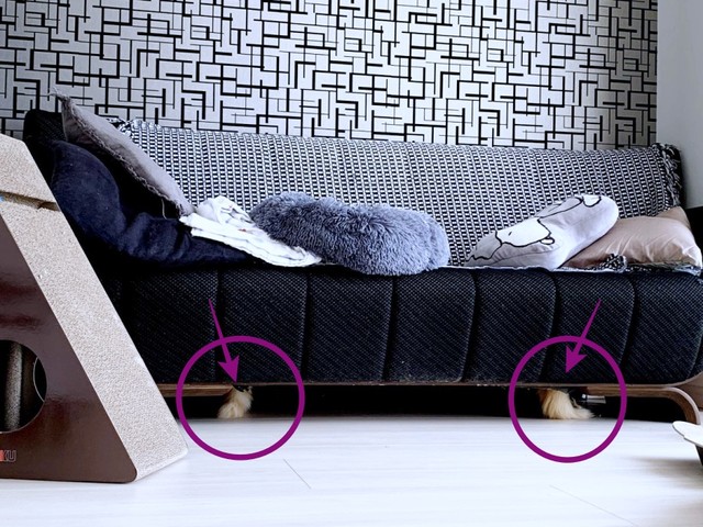 お迎え直後、剛くんと健ちゃんはソファから出てこないことも（画像提供：ほとぷぅとごうとけんさん）