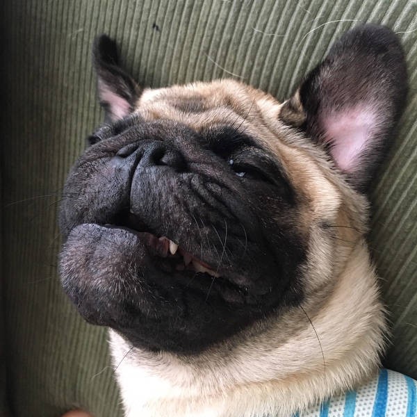もはやパグに見えないこの寝顔……（飼い主さん提供）
