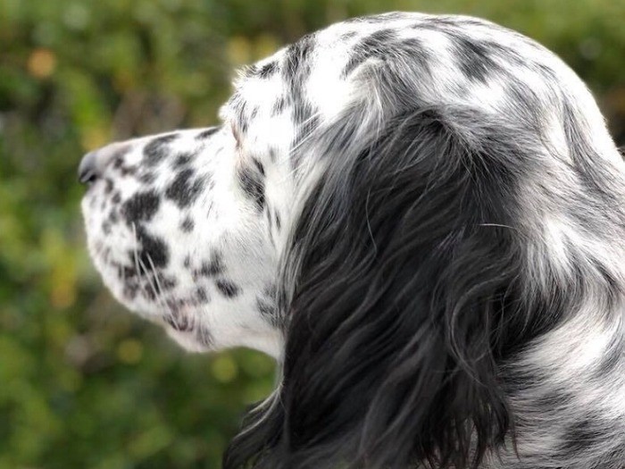 被毛も美しくなりました