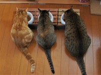 仲良く並んでご飯を食べています（提供：えだももさん）