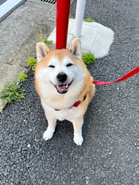 ニッコニコで笑顔を見せてくれるまるちゃん（提供：祥&柴犬のまるちゃんさん）