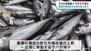 三陸沖で不漁が続くサバ　来遊量少ない見込み