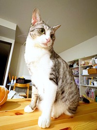 スタイル抜群！ 美猫になったサバシくん（画像提供：こいもちゃんさん）
