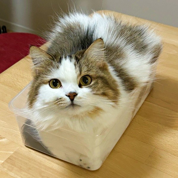 上から見るとーー見事にぴったり箱に収まったこむぎくん（画像提供：なごみ処 あずきち＆こむぎさん）.jpg