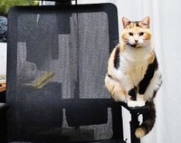 ひじかけに乗るタマちゃんのアップ