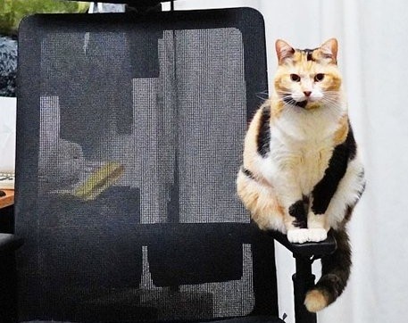 ひじかけに乗るタマちゃんのアップ