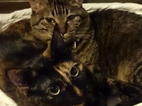 子猫に見つめられドギマギ　これ、何かに似てる？