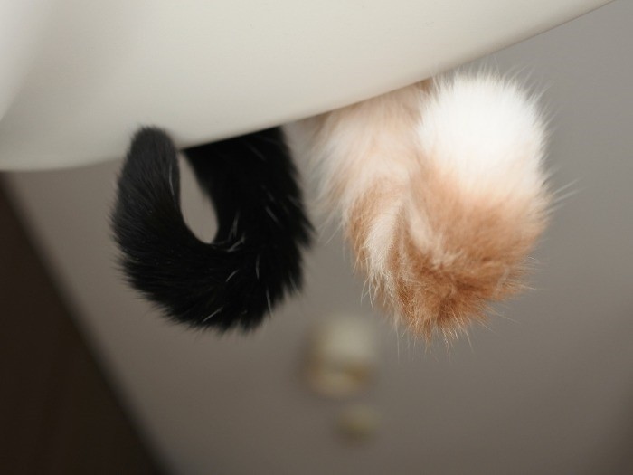 キュート×キュート。いつまでも仲良くね　（mimoeさん提供）