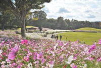 見頃のコスモス　提供：国営讃岐まんのう公園