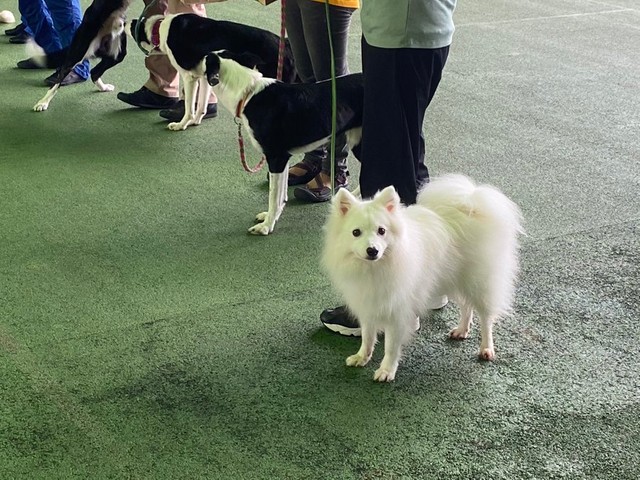 「ドッグダンス」競技会に出場した時のぽぽくん（提供：ぽぽさん）