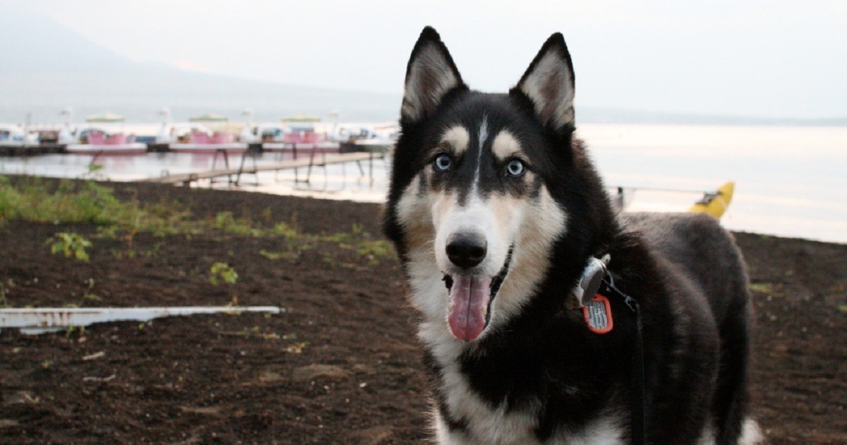 ブルースシンガーとセラピードッグ 犬はオヤツで釣るより 褒めるのがいい 犬 猫との幸せな暮らしのためのペット情報サイト Sippo