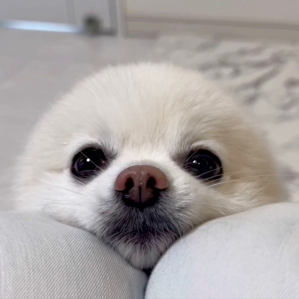 お耳をたおして飼い主さんに甘えるぽんちゃん（画像提供：ぼく、ポメラニアンのぽんちゃん！さん）