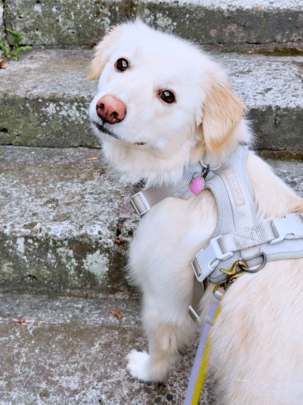 「大丈夫？」 散歩中、階段上で飼い主さんを見つめるハニちゃん（画像提供：薄茶のいぬさん）