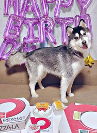 1歳の誕生日パーティーをしてもらったおとびくん（画像提供：おとび シベリアンハスキー（カイヌシ：ナルコ）さん）