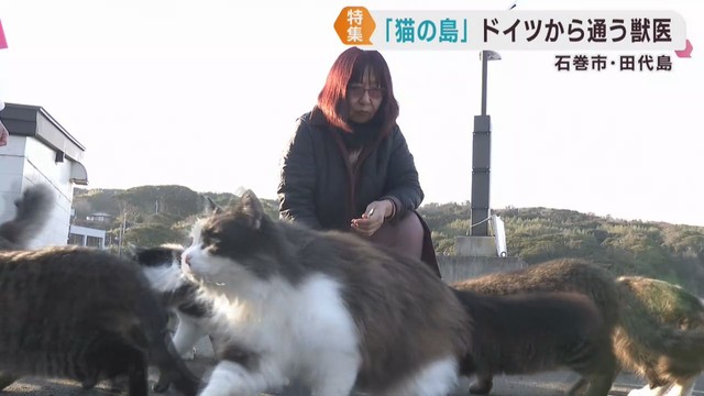 ドイツから猫の島に通う獣医師　猫の診察のみならず島民との触れ合いも　宮城・田代島