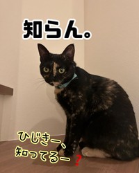 保護されたって？知らんな＝atorie_hijikiさん提供
