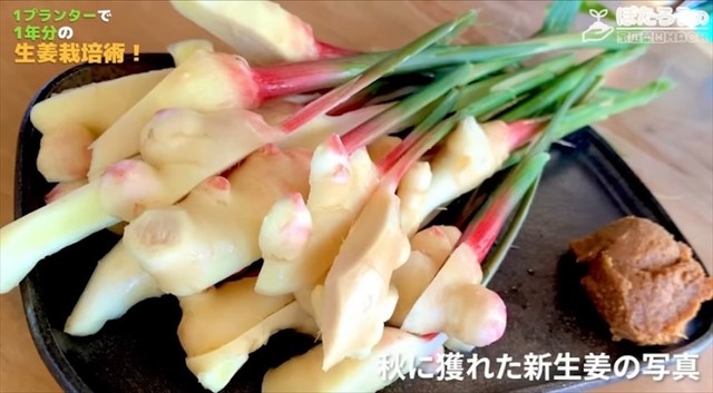 みずみずしく香り高い採れたての新ショウガ／YouTubeチャンネル「ぽたろうの家庭菜園HACK」より