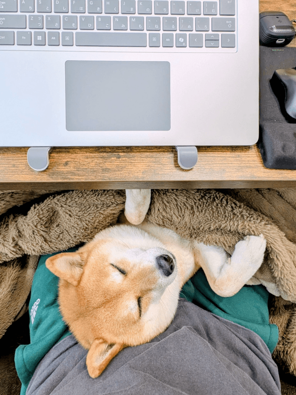 パソコン作業中も膝上でくつろぐすずちゃん（画像提供：入間川いぬ散歩会さん）