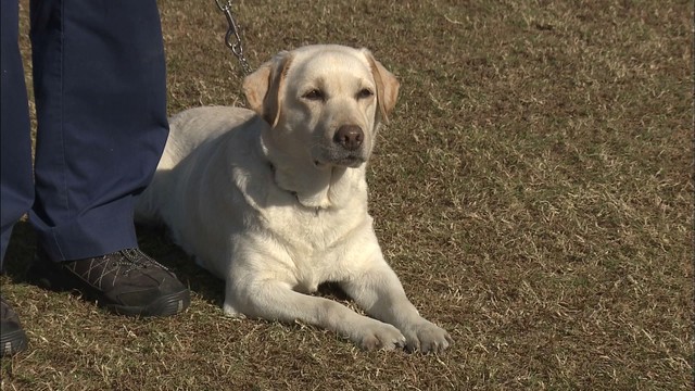 警察犬競技会　ずっこけ犬“きな子”の孫「りんごちゃん」が臭気選別で初優勝！　香川・三豊市