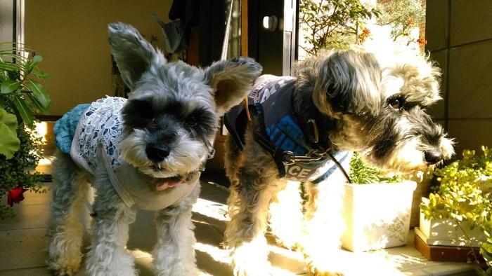 お散歩楽しかったね（大野さん提供）