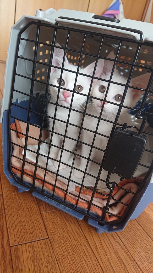 昨年末にやってきたぽわりんとぽわたん（提供写真）