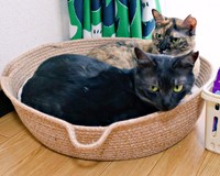 かごの中でまったりくつろぐ黒猫のシアちゃんとサビ猫のチャビ子ちゃん。ぬくもりを分け合いながら、穏やかな時間が流れます（画像提供：木綿さん）