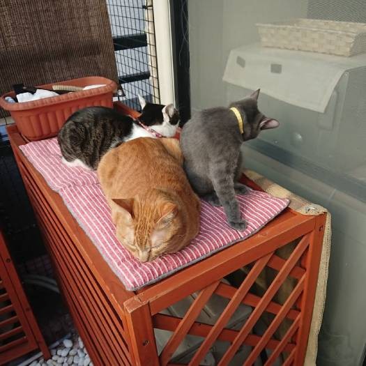 ３匹の元保護猫が肩を寄せ合う姿