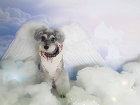 フォトブースで記念にパチリ　ふわふわお耳のミニシュナ「ミル」