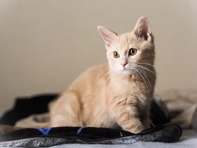 第1位：マンチカン（出典：【猫好き男性200人に聞いた】好きな猫種ランキング！https://er-animal.jp/pepy/119034）