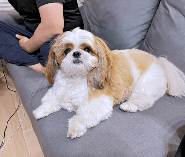 パパと一緒にくつろぐぽこちゃん（画像提供：ぽこさん）