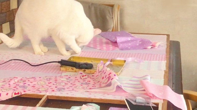 作業中に邪魔しに来たちくわさん（提供：絵子猫さん）