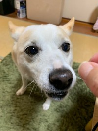 おやつタイムのお顔＝けもさん（@sokonron）提供