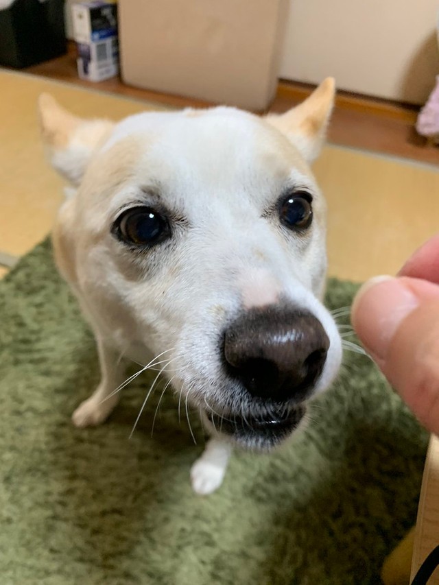 おやつタイムのお顔＝けもさん（@sokonron）提供