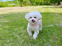 公園でおやつをもらって満足顔のプンタくん（画像提供：プンタさん）
