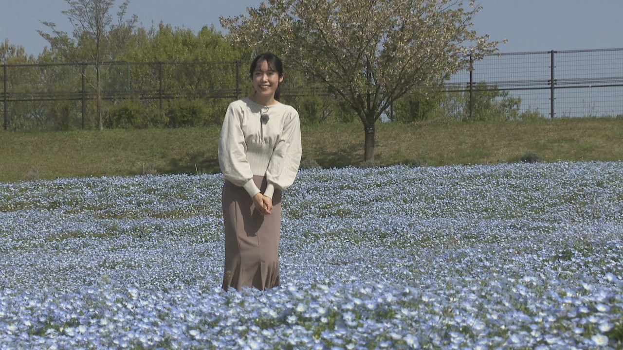 青一面の世界…約55万本のネモフィラが見頃 香川・国営讃岐まんのう公園