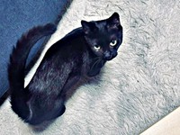 尻尾をピーンと立てて見上げるしずくちゃん（画像提供：さばりんご。さん）