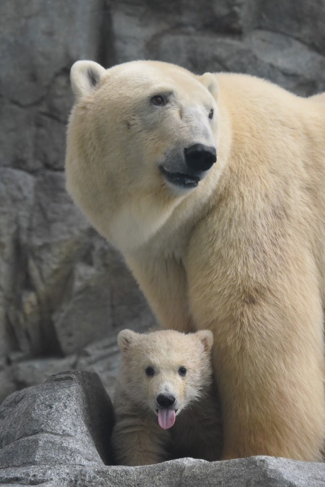 美熊な母と舌ペロ赤ちゃん。「あざとかわいい」とはこういう時に使う言葉かと（男鹿水族館GAO提供）