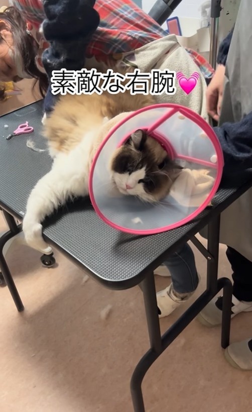 そらくんは元気な男の子！体も大きく力もあるので、保定が大変だったという（「ドッグサロンmarching」さん提供、Instagramよりキャプチャ撮影）