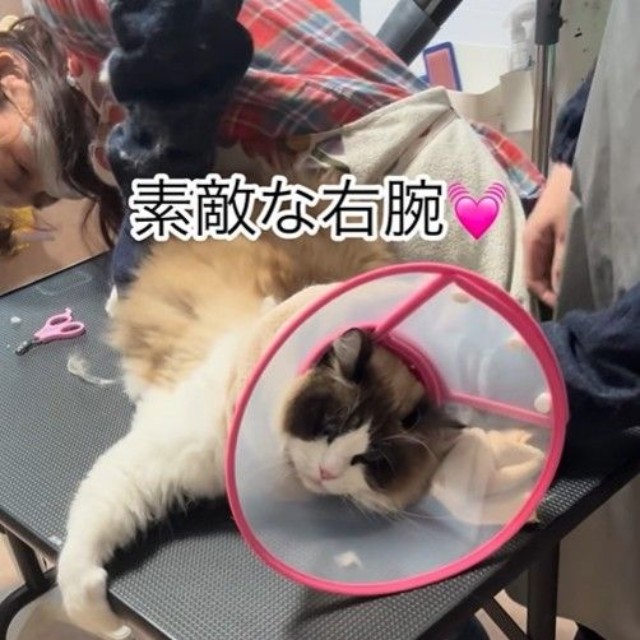 そらくんは元気な男の子！体も大きく力もあるので、保定が大変だったという（「ドッグサロンmarching」さん提供、Instagramよりキャプチャ撮影）