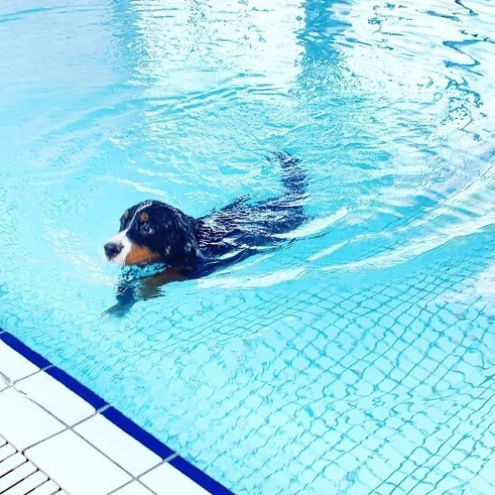 家にきたころの「ダンロ」